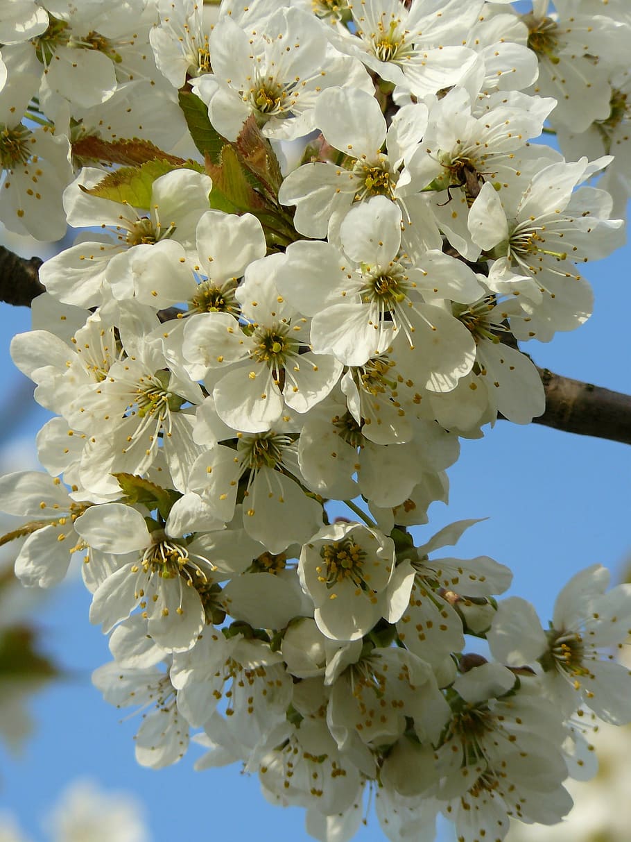 spring, flower, white, pollen, cherry, nature, garden, fly HD wallpaper