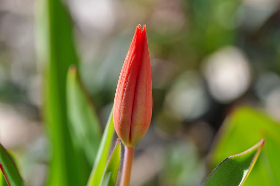 Flower, Tulip, Closed, Plant, red, closed flower, spring flower HD wallpaper