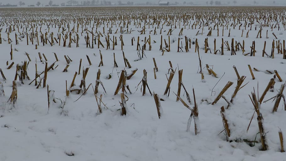 winter, first snow, arable, homes, trueb, gloomy, dark, mood HD wallpaper