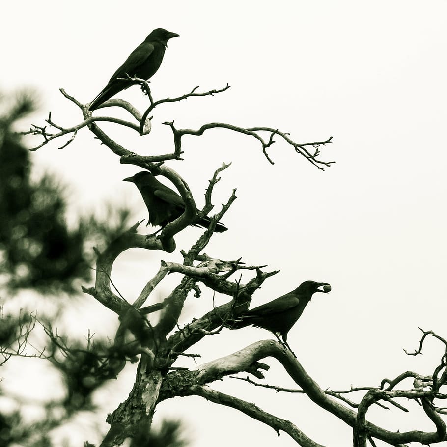 three black bird on tree, crow, birds, winter, raven bird, kahl HD wallpaper