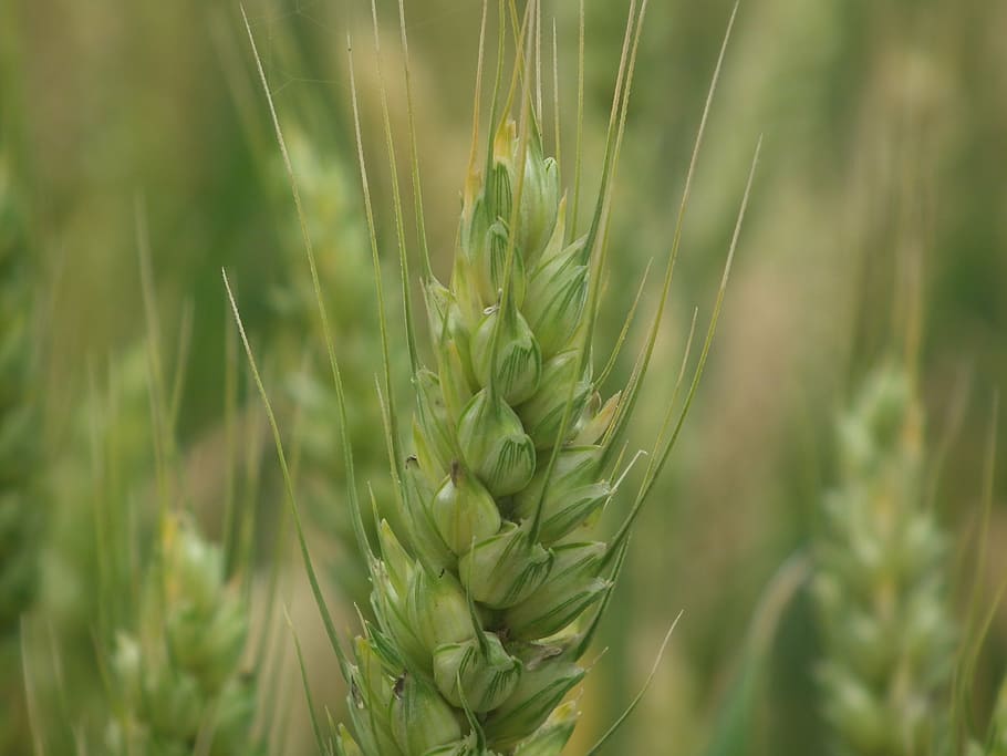 wheat, close-up, plant, nature, agriculture, food, cereal Plant HD wallpaper