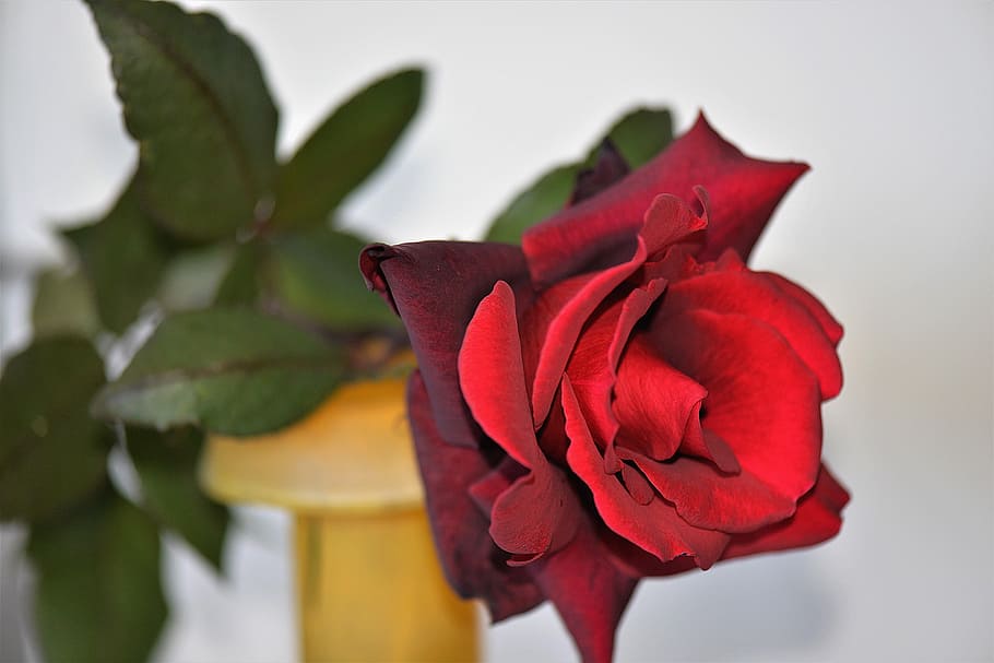 red rose on brown vase centerpiece closeup photography, blossom HD wallpaper