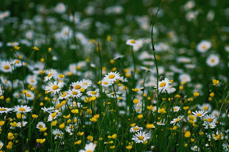 selective focus photography of daisy flower field, nature, daisies