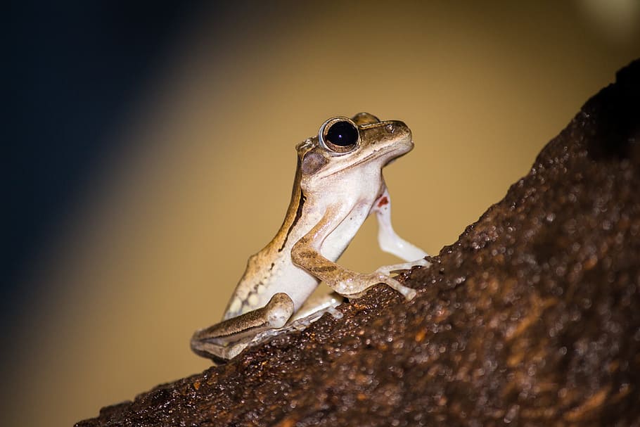 frog, tree frog, close up, animal themes, one animal, animal wildlife HD wallpaper