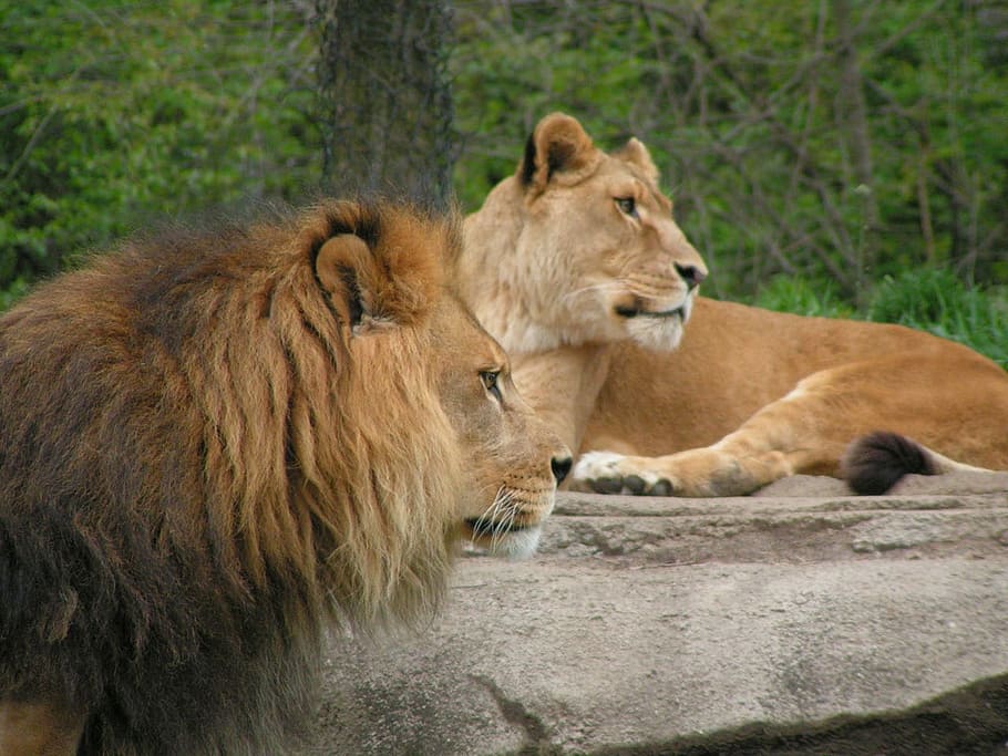 Lions, Wild, Cat, Wildlife, Feline, leo, carnivore, panthera HD wallpaper