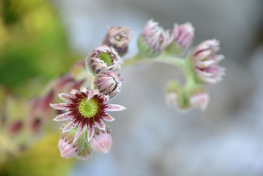 blossom, bloom, houseleek, pink, bud, plant, red violet, nature HD wallpaper