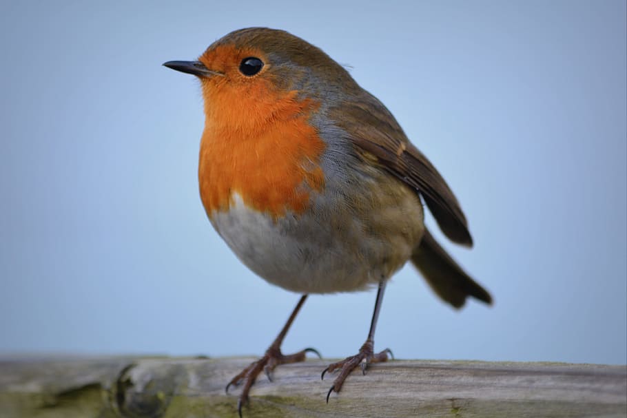 macro shot of orange and gray bird on tree branch, robin, nature HD wallpaper