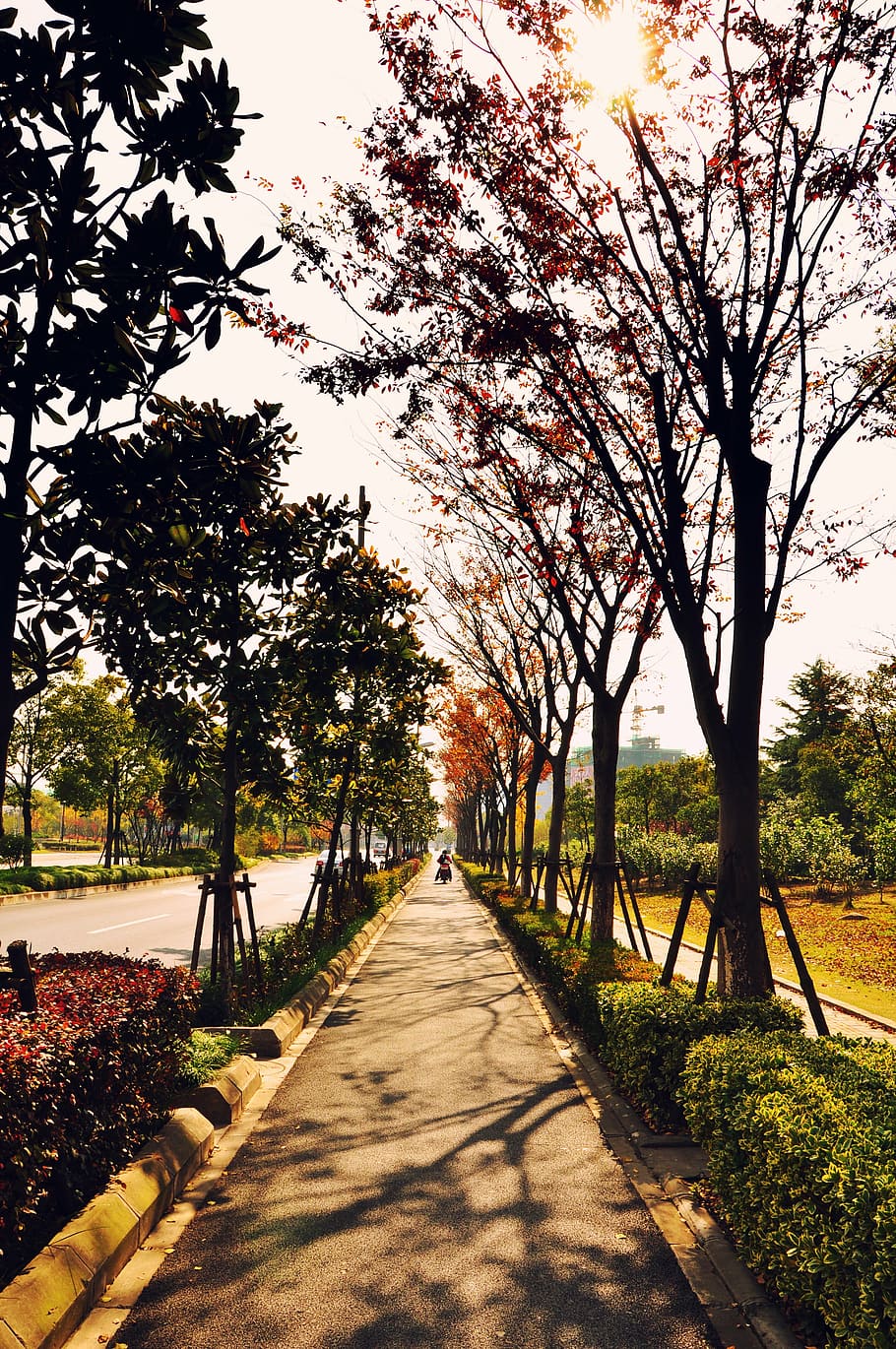 autumn, time, shanghai, tree, plant, direction, the way forward HD wallpaper