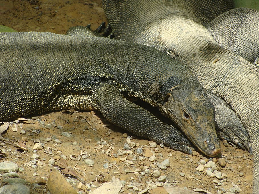 monitor, lizard, creeping things, scaly, animal themes, reptile HD wallpaper