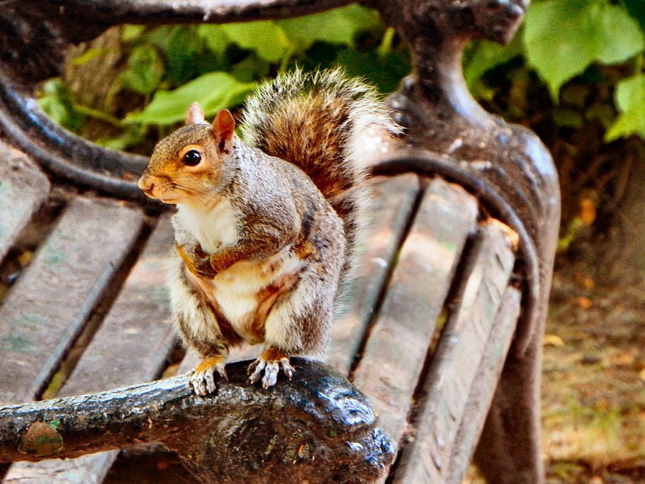 squirrel, bench, seat, nature, cute, animal, small, garden HD wallpaper