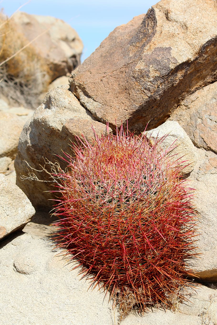 cactus, california barrel cactus, cactaceae, ferocactus cylindraceus, HD wallpaper