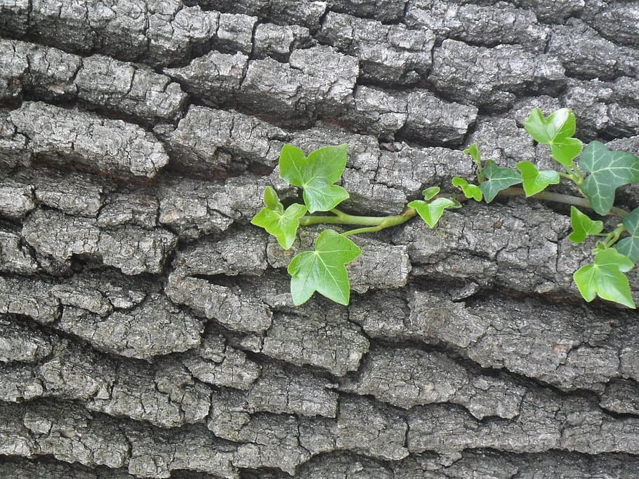 bark, ivy, forest, leaf, plant part, growth, green color, nature HD wallpaper