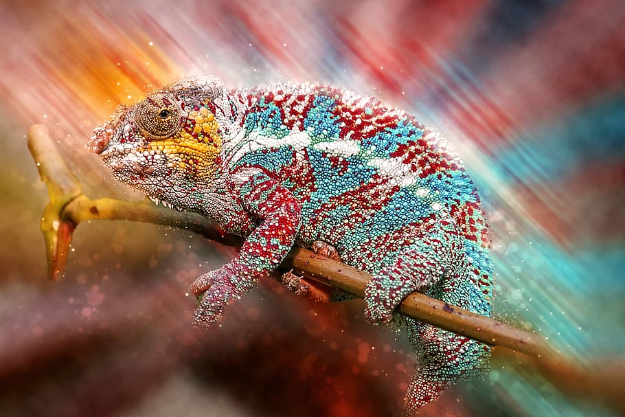 red and teal chameleon, animals, reptile, schuppenkriechtier, HD wallpaper