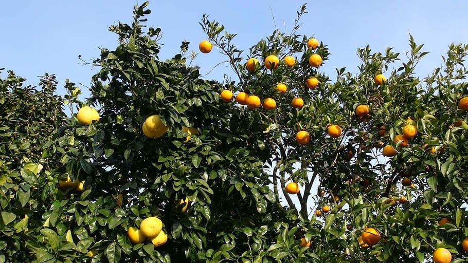 fruit, orange, wood, healthy eating, food, food and drink, fruit tree HD wallpaper