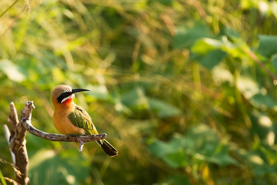 shallow focus photography of yellow and green bird on tree branch, gray and green bird on branch tree HD wallpaper