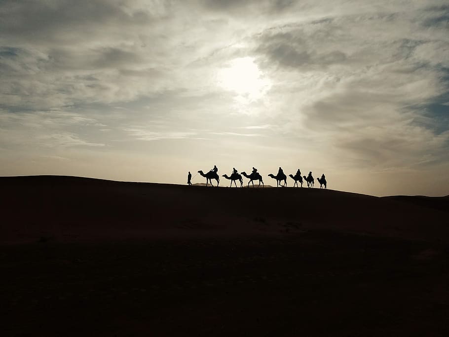 person and camel walking together, landscape, silhouette, desert HD wallpaper
