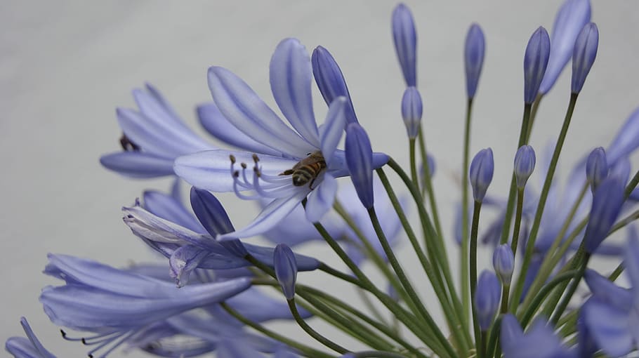 Flower, Bee, Nature, Insect, Summer, honey, pollen, nectar HD wallpaper