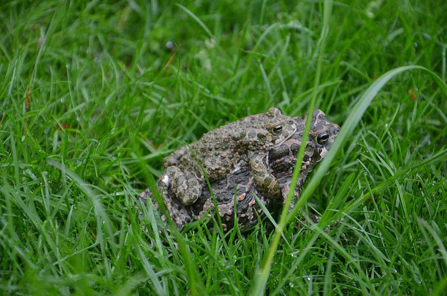toads, grass, love, green, meadow, animal, amphibians, nature HD wallpaper