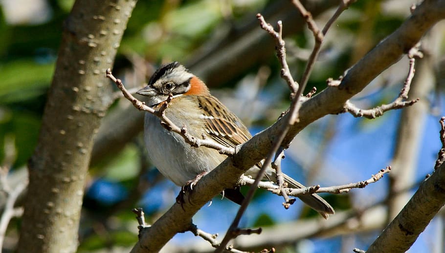 Ave, Bird, Nature, Sparrow, one animal, animals in the wild HD wallpaper
