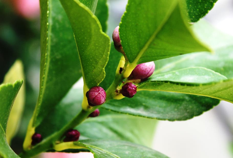 lemon tree, buttons lemon tree, flower buds, leaf, plant part HD wallpaper