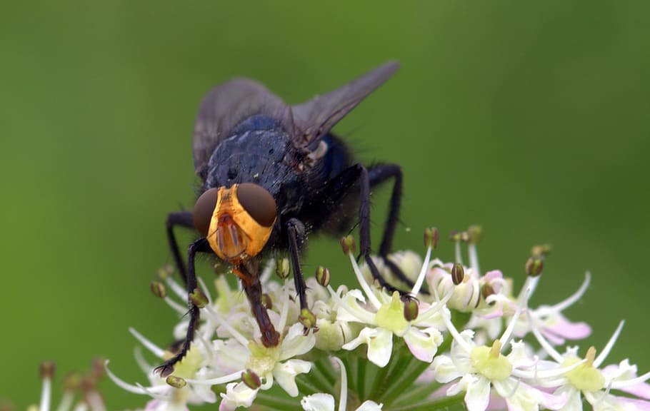 Fly, Dead, Cynomya Mortuorum, Insect, dead fly, nectar search HD wallpaper