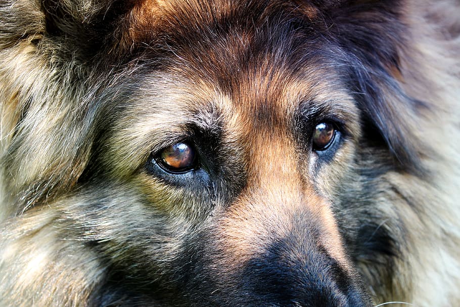 close-up photo of black and brown dog, schäfer dog, dog eyes, HD wallpaper