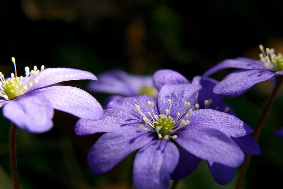 blue anemone, spring, flower, spring flower, winter, our winter HD wallpaper