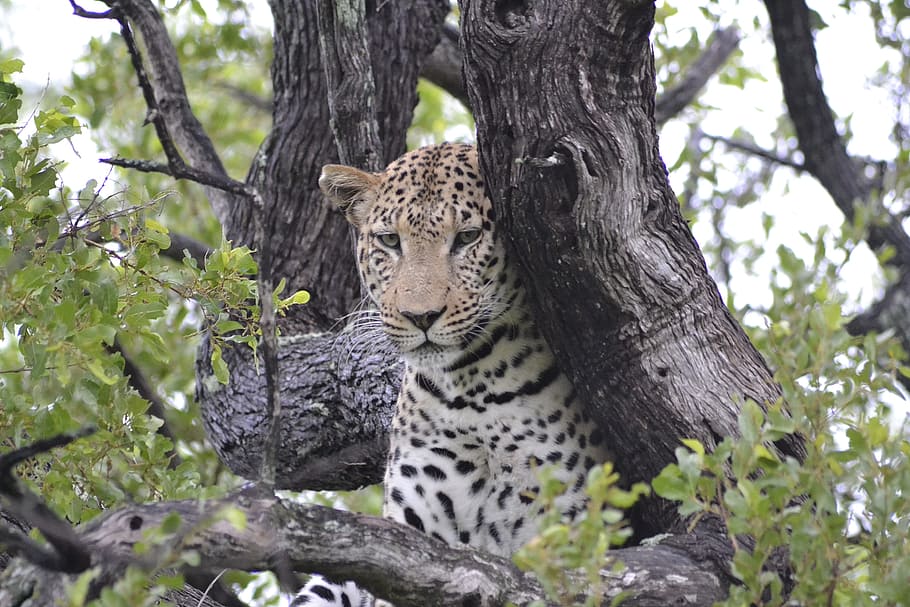 wildlife, leopard, botswana, tree, plant, feline, animal, animals in the wild HD wallpaper