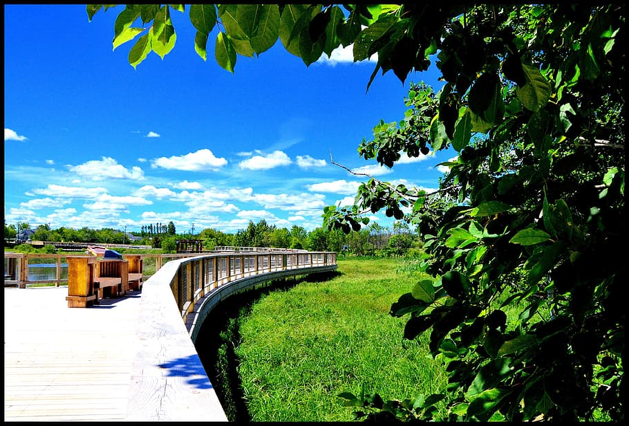 walkway, boardwalk, nature, path, summer, greenery, attraction HD wallpaper