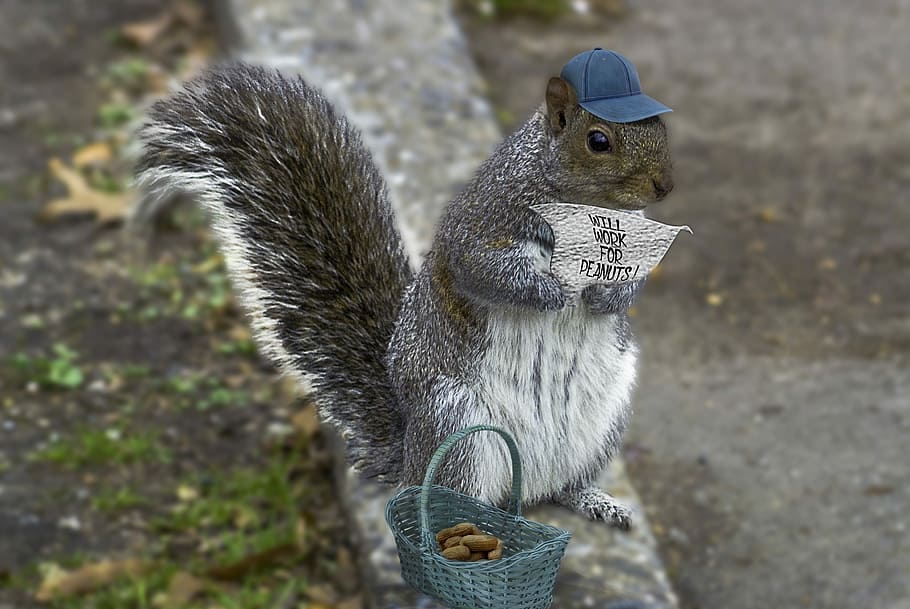 gray squirrel holding note standing on road curb, Composite HD wallpaper