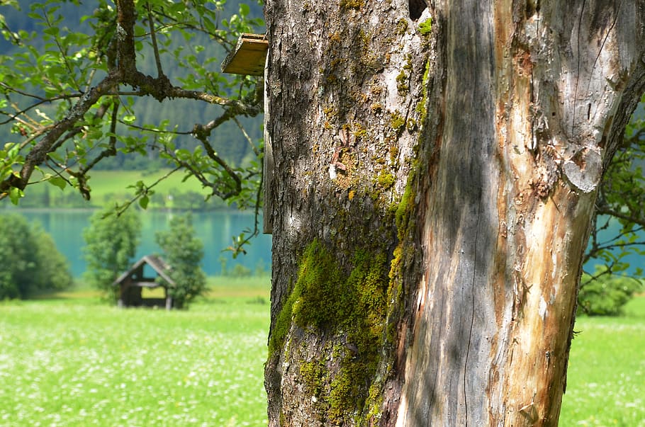 tree, tree bark, home, wood, log, tribe, close, apple tree HD wallpaper