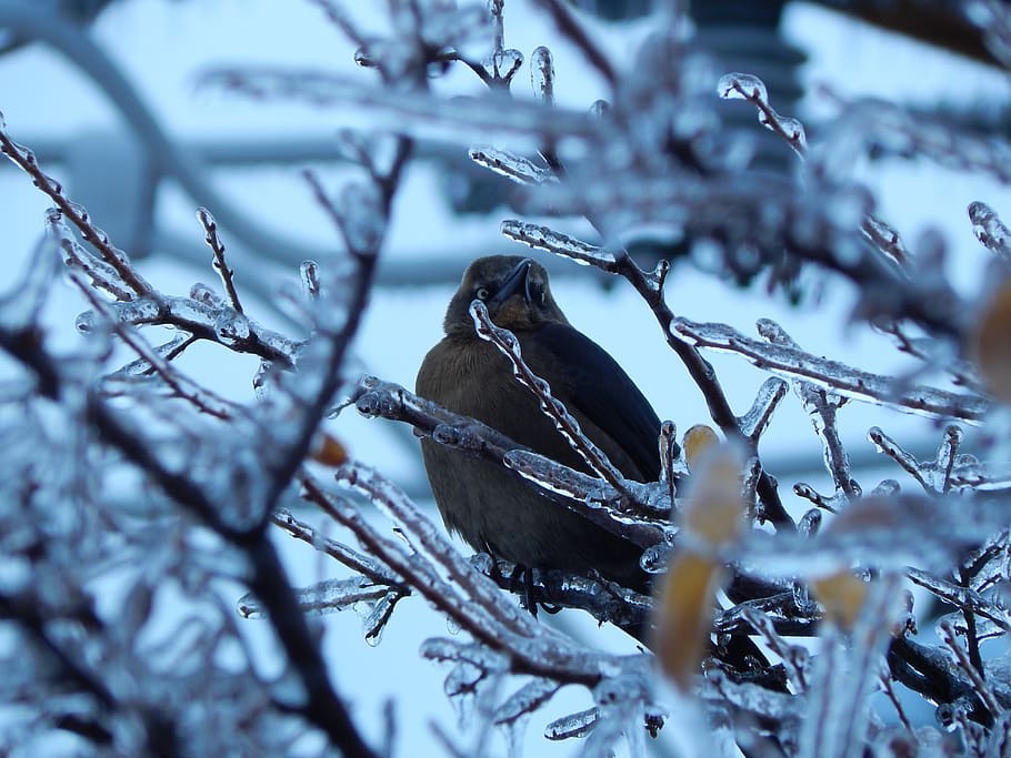 icy branches, bird, winter, ice, tree, vertebrate, animal themes HD wallpaper
