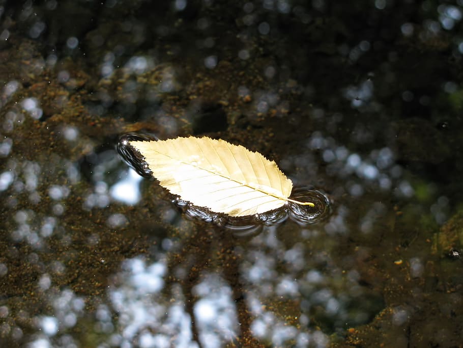 autumn, brook, leaf, water, plant, natural, botanical, organic HD wallpaper