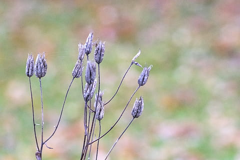 Hd Wallpaper Seed Pods Purple Oblong Flower Overblommad Plant Focus On Foreground Wallpaper Flare