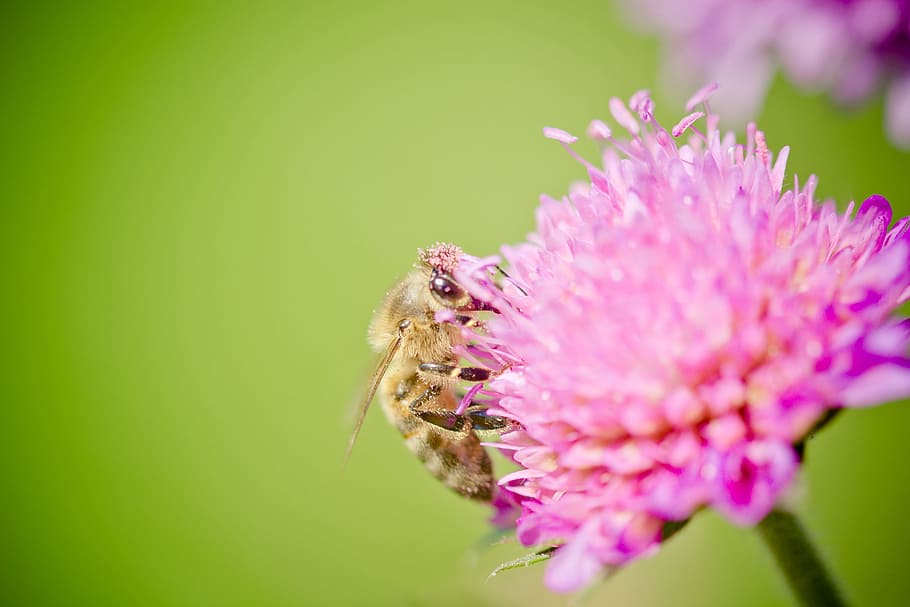 bee, blossom, bloom, pollen, honey bee, pollination, summer HD wallpaper