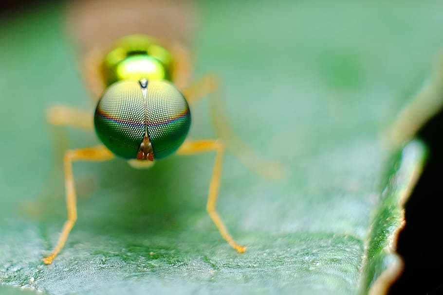 macro photography of green fly, eye, insect, nature, leaf, colour, HD wallpaper
