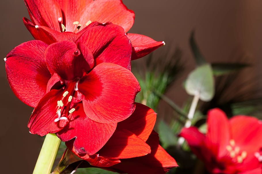 amaryllis, red, blossom, bloom, flower, plant, botany, bouquet, HD wallpaper