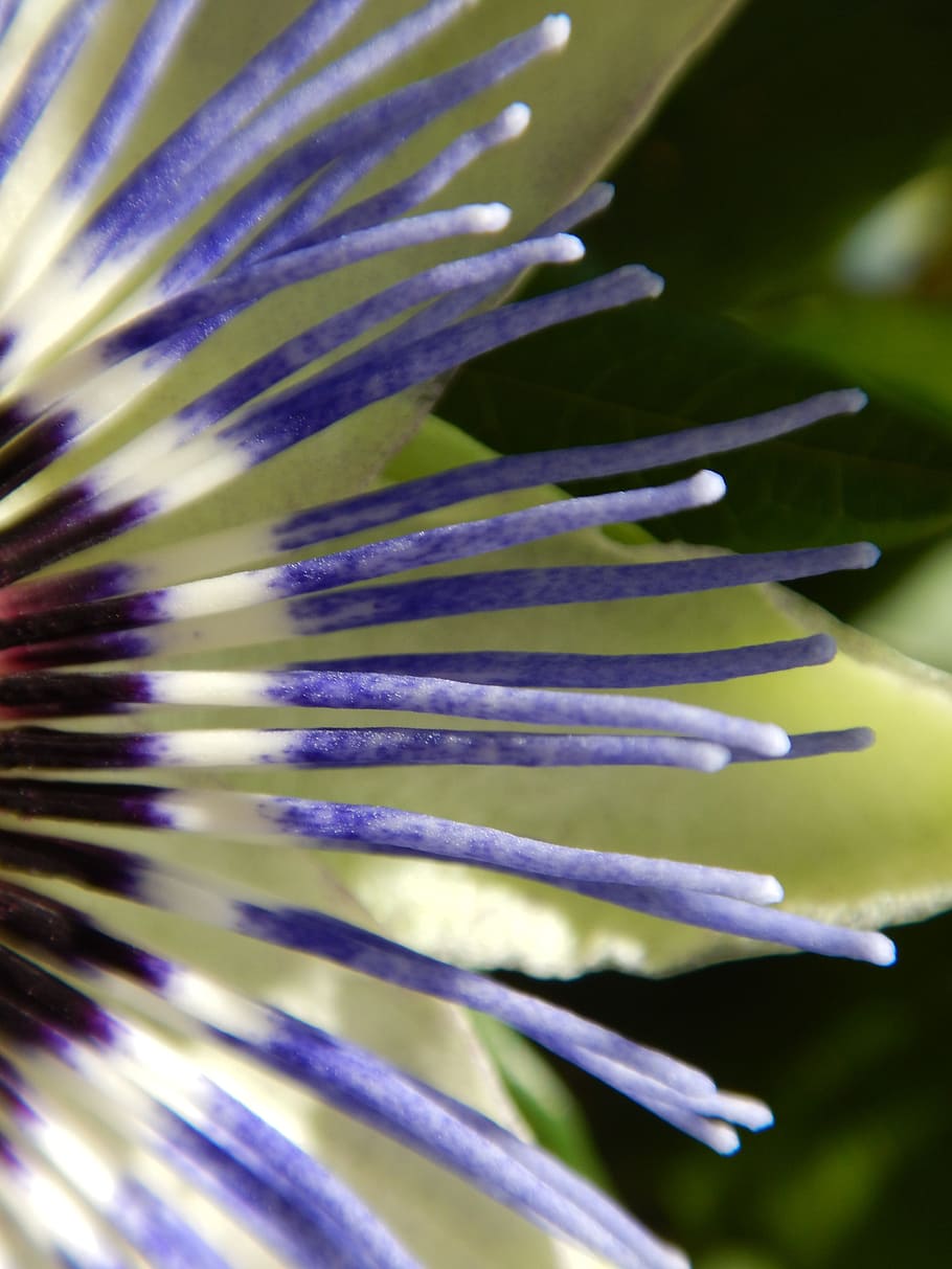 Macro, Passion Flower, Graphically, blossom, bloom, close, blue passion flower HD wallpaper