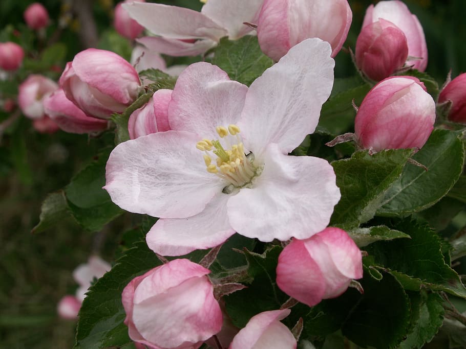 flower, apple, spring, flowering plant, beauty in nature, petal HD wallpaper