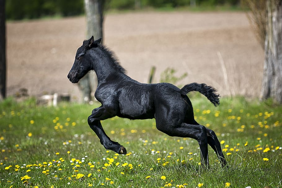 Black Horse Running on Grass Field With Flowers, agriculture, HD wallpaper