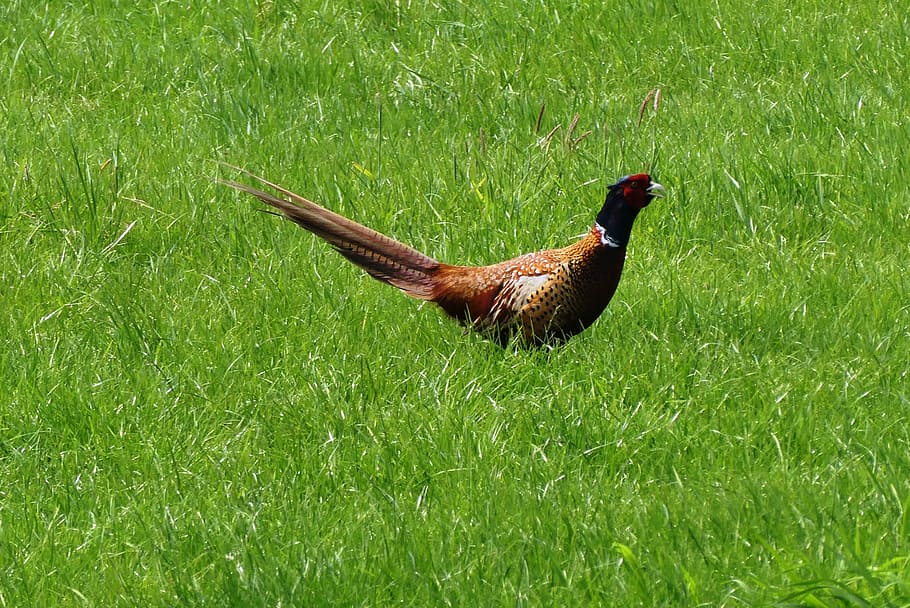 pheasant, whey, grass, pasture, bird, nature, spring, green HD wallpaper