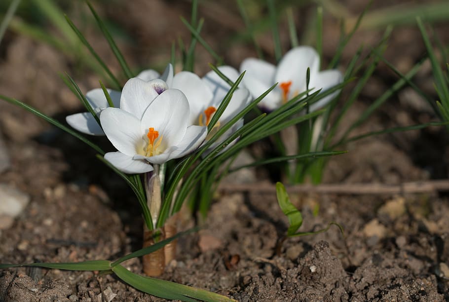 crocus, blossom, bloom, spring, flower, spring flower, early bloomer HD wallpaper