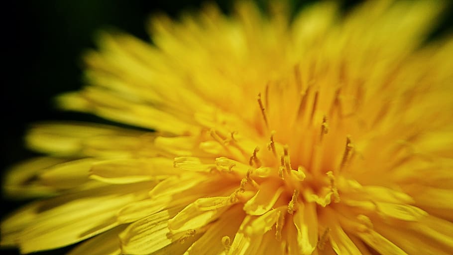 Dandelion, Leipzig, Macro, Close, Nature, plant, blossom, bloom HD wallpaper