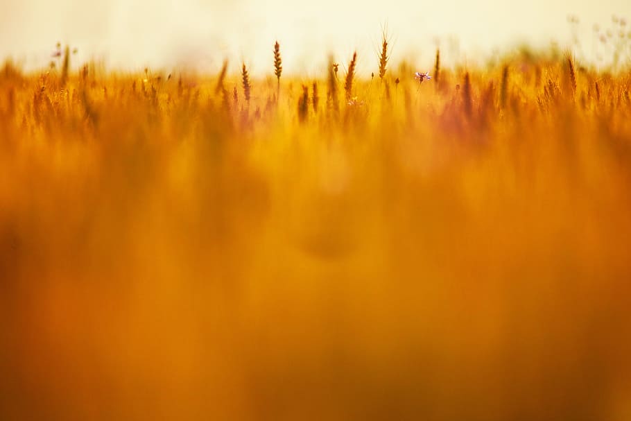brown grass field, wheat field, grain, summer, yellow, nature HD wallpaper