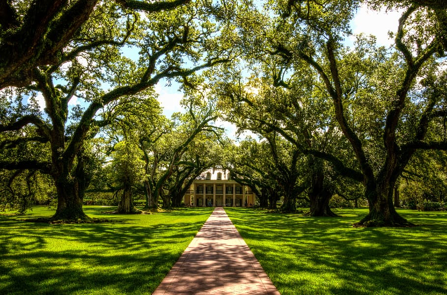 brown concrete pathway between green leaf trees at daytime, oak alley plantation