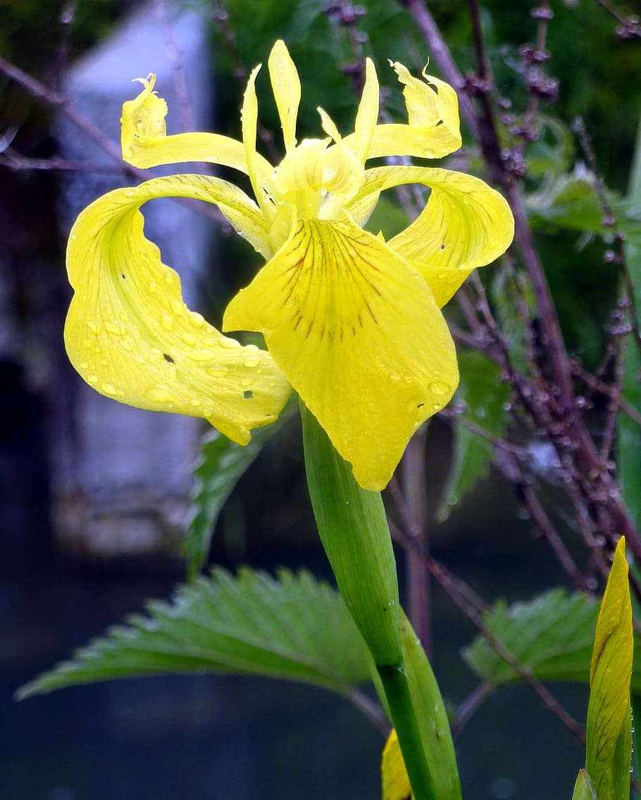 Flower, Iris, Water, Yellow, Nature, rod, spring, petals, fragility HD wallpaper