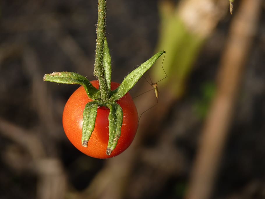 eating, nature, leaf, close-up, focus on foreground, plant HD wallpaper