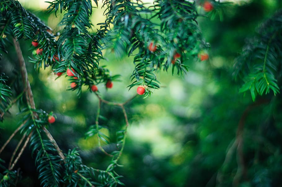 green leaf tree selective focus photography, nature, berry HD wallpaper