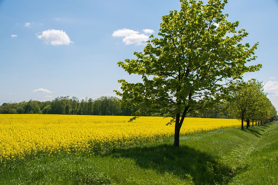 landscape, field, clouds, nature, village, beautiful landscape HD wallpaper