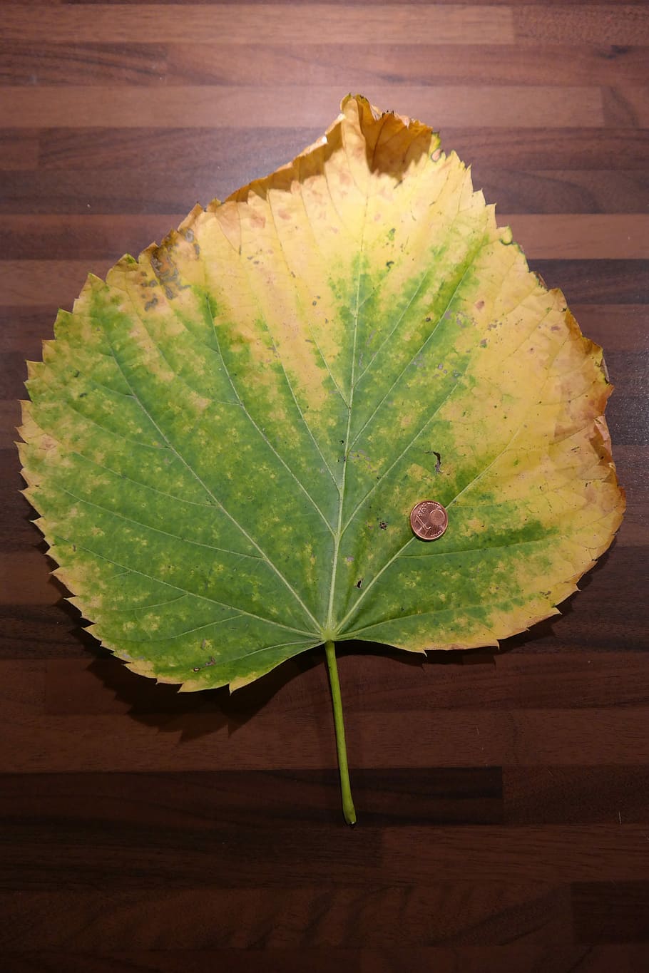 Elm, Leaf, Mountain, Size, Comparison, elm leaf, mountain elm HD wallpaper